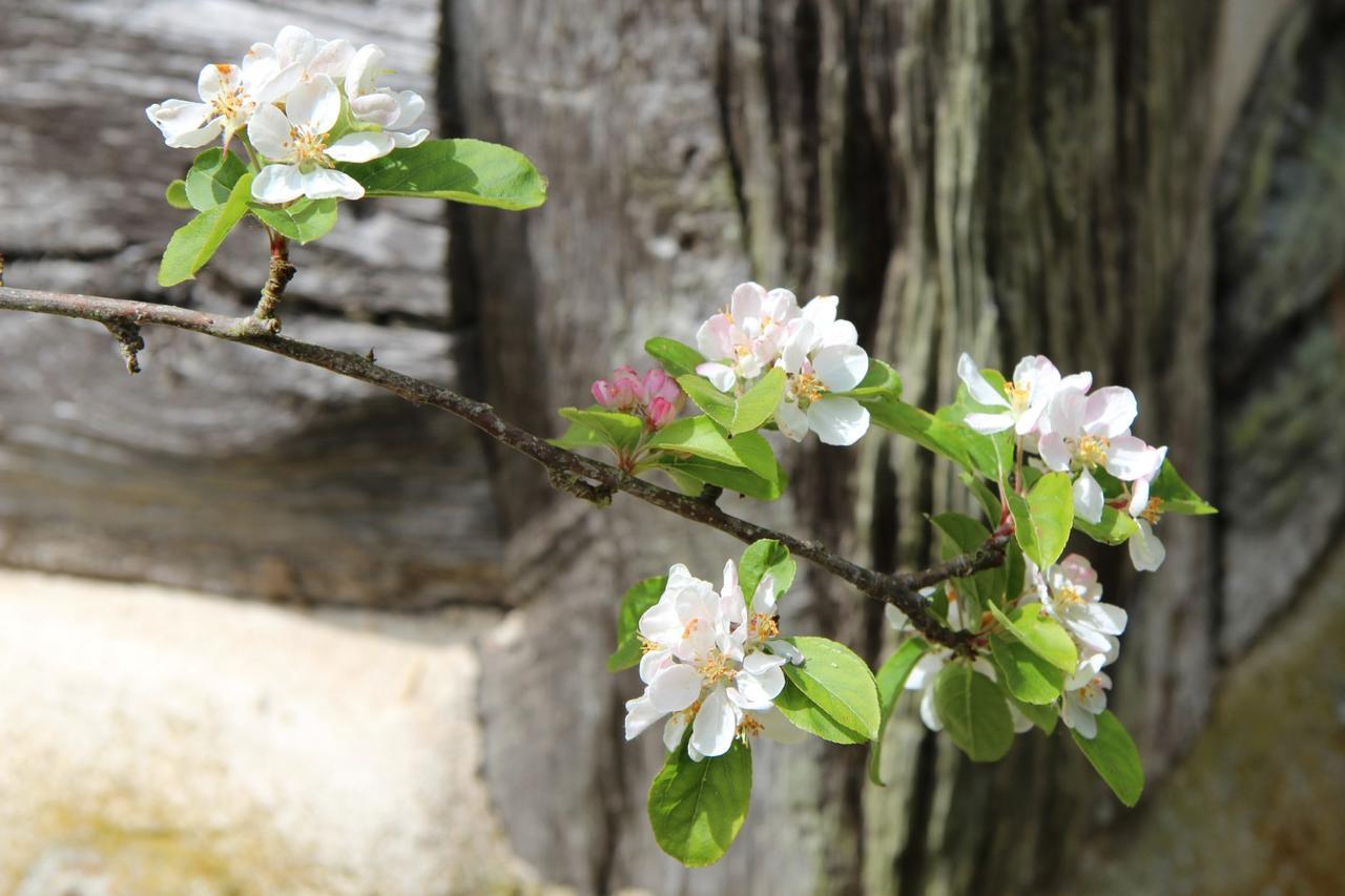 Le Pommenial de la Hérissonnière Saint-Aubin-de-Bonneval Esterno foto